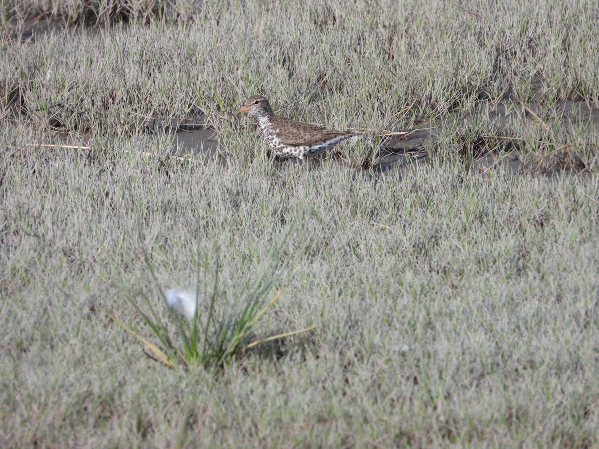 flekksnipe - ML638347771