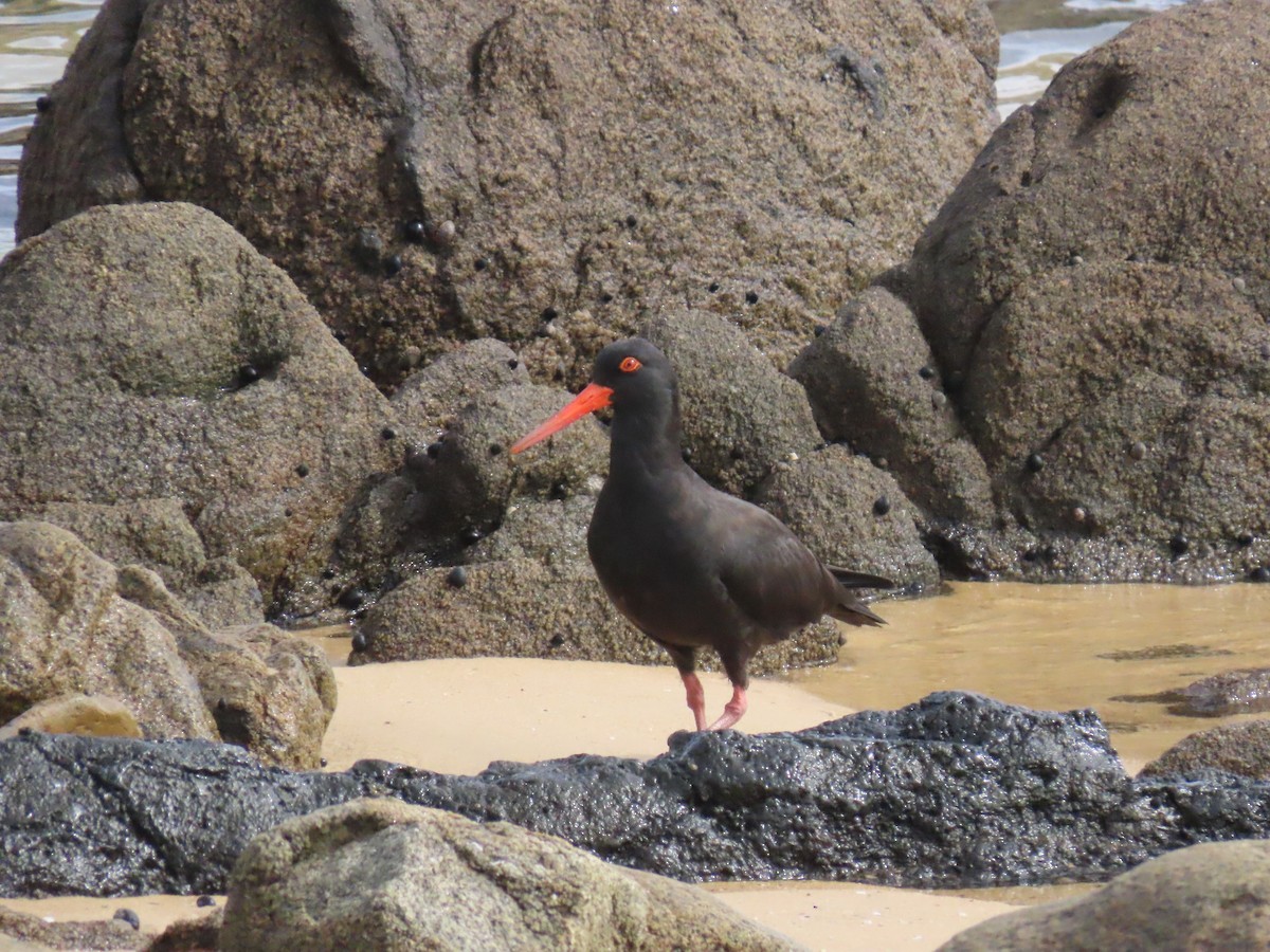 Sooty Oystercatcher - ML638347847