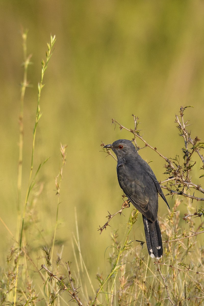 Gray-bellied Cuckoo - ML638347853
