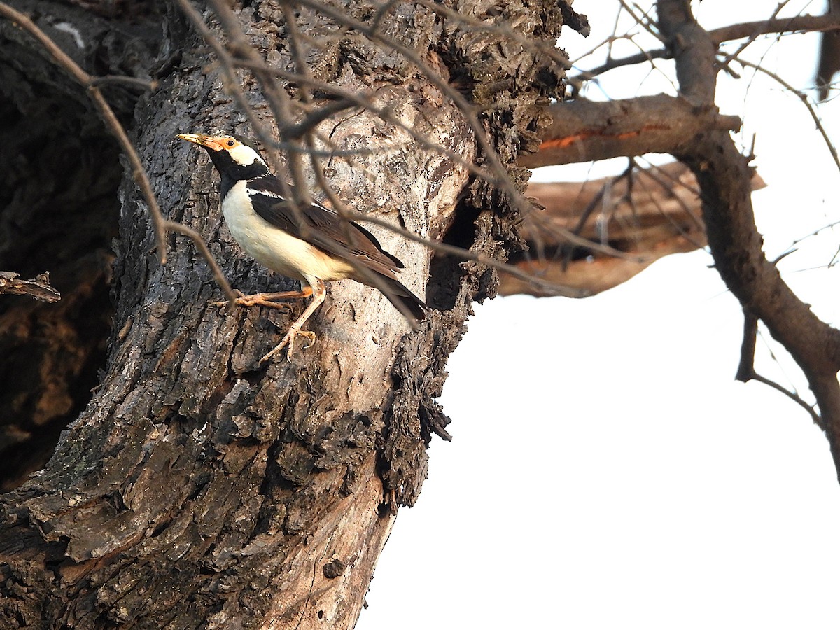 印度鵲椋鳥 - ML638347872