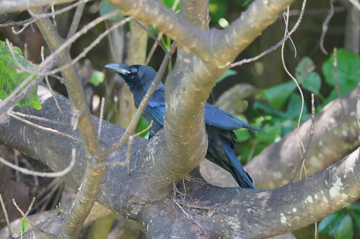 Large-billed Crow - ML638347873
