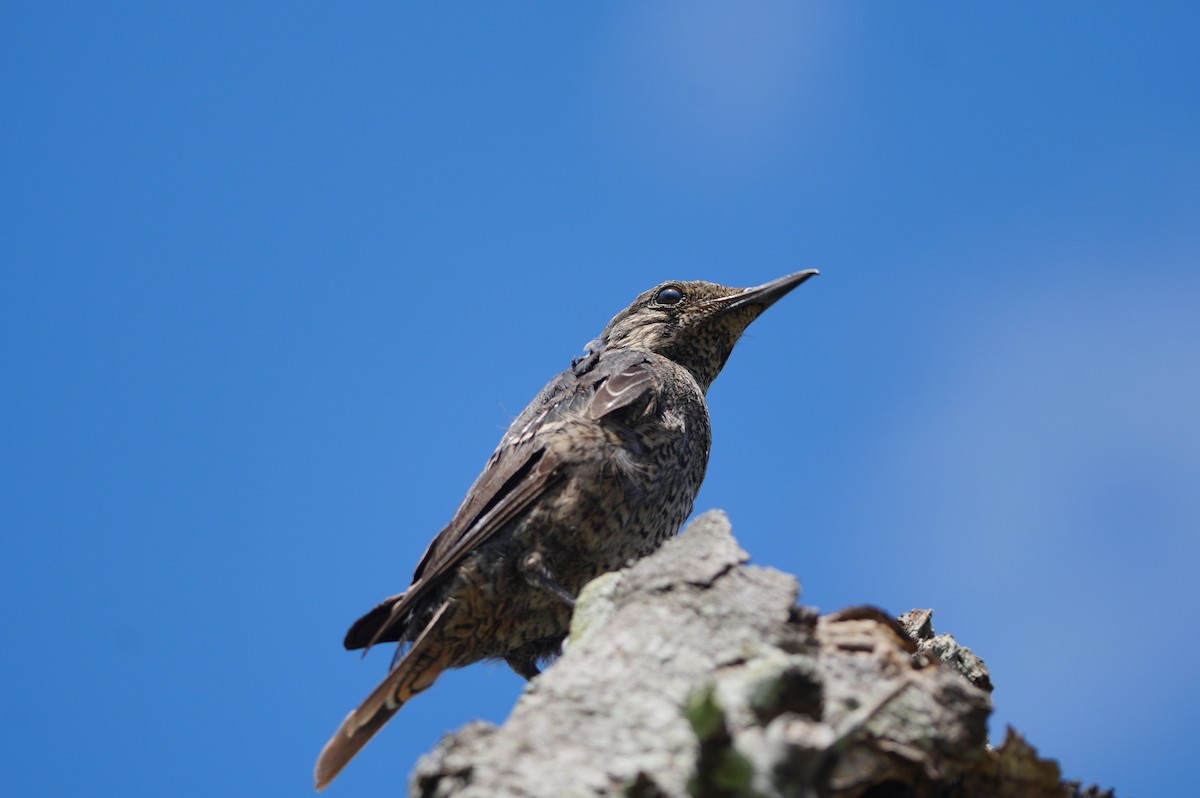 Blue Rock-Thrush - ML638347877