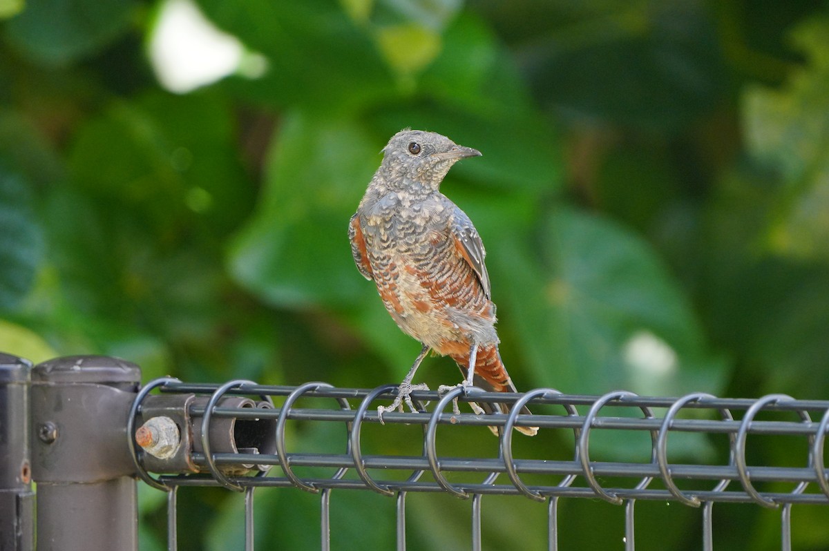 Blue Rock-Thrush - ML638347887