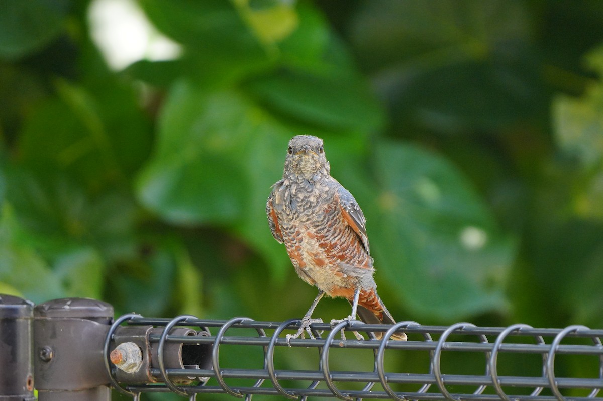 Blue Rock-Thrush - ML638347888