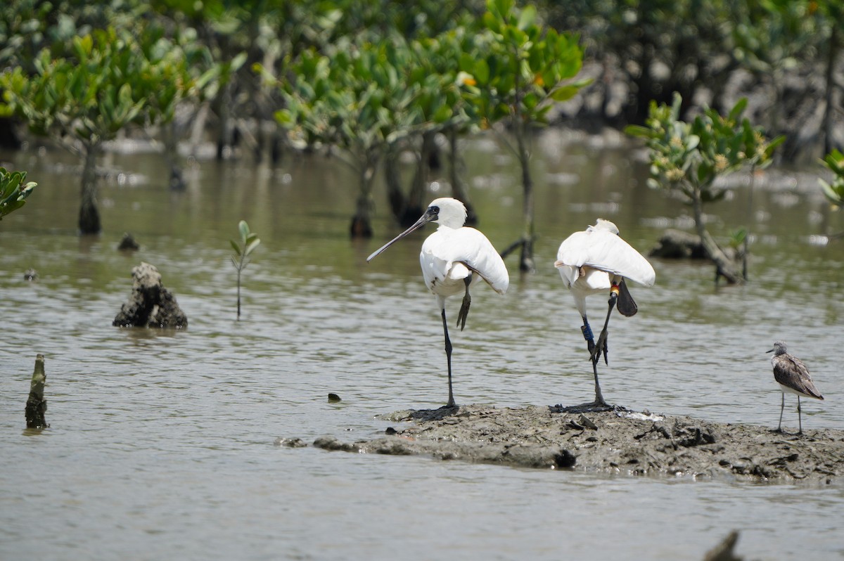 Black-faced Spoonbill - ML638347892