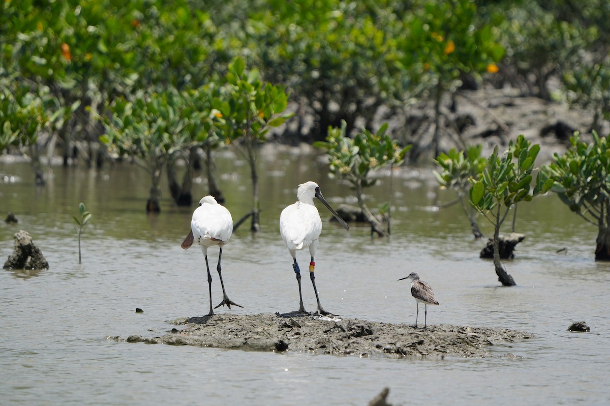 Black-faced Spoonbill - ML638347893