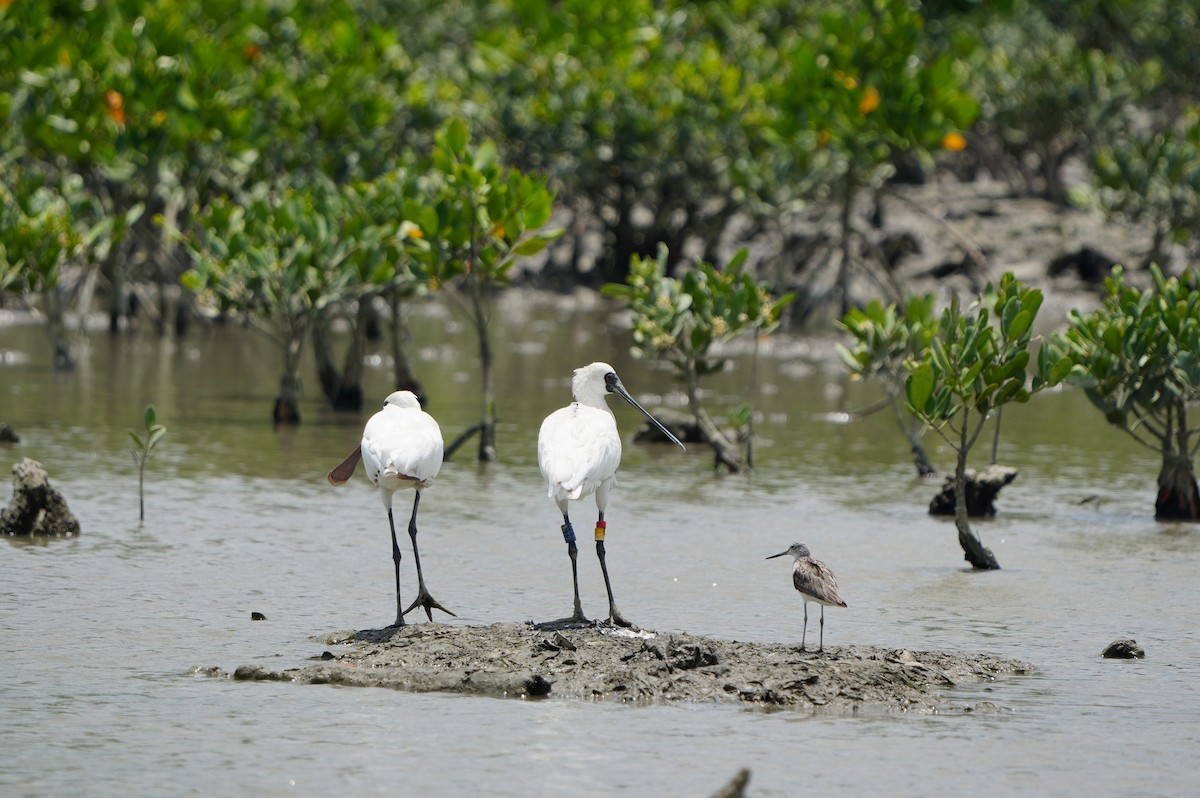 Black-faced Spoonbill - ML638347895