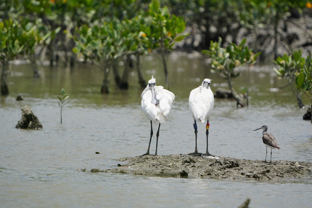 Black-faced Spoonbill - ML638347902