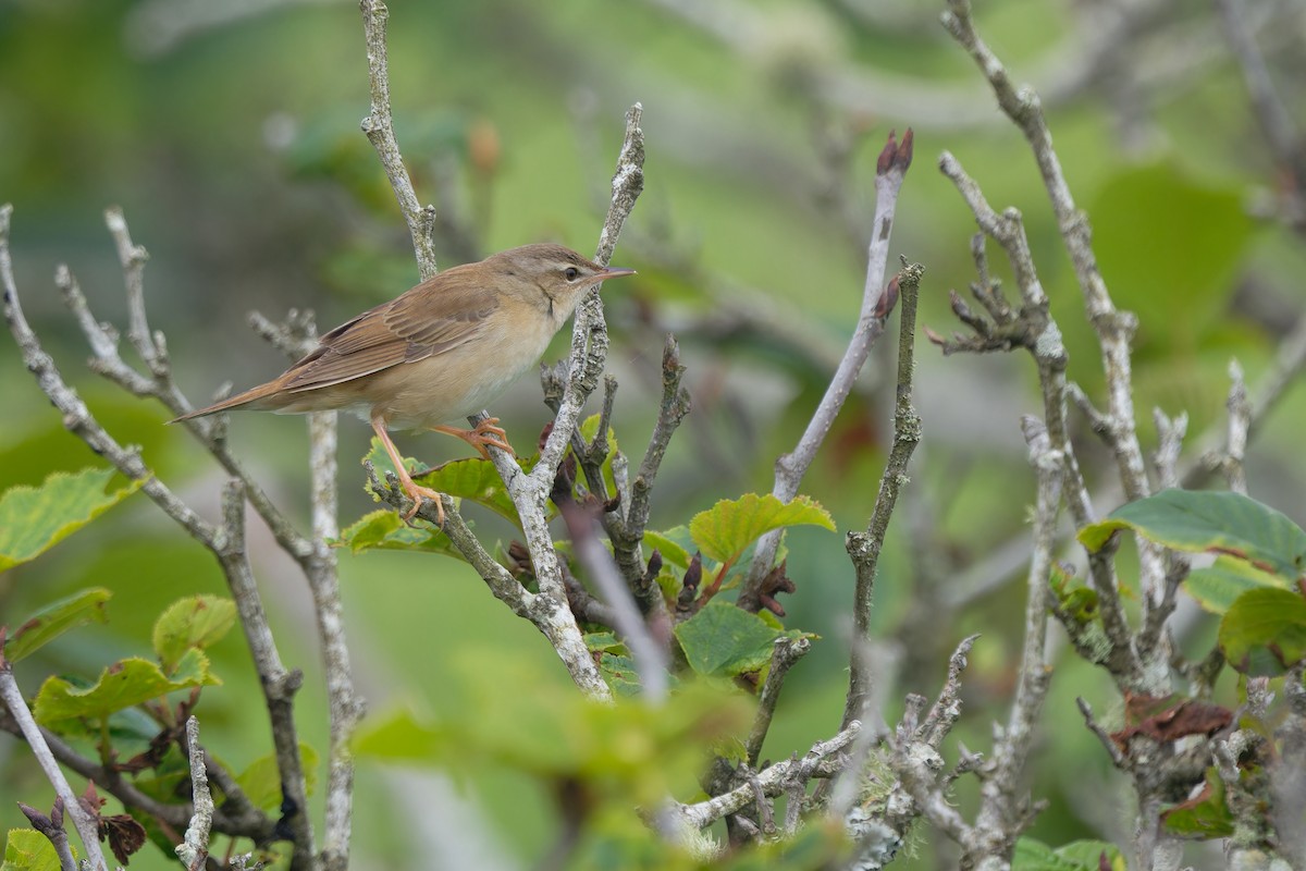 Middendorff's Grasshopper Warbler - ML638347903