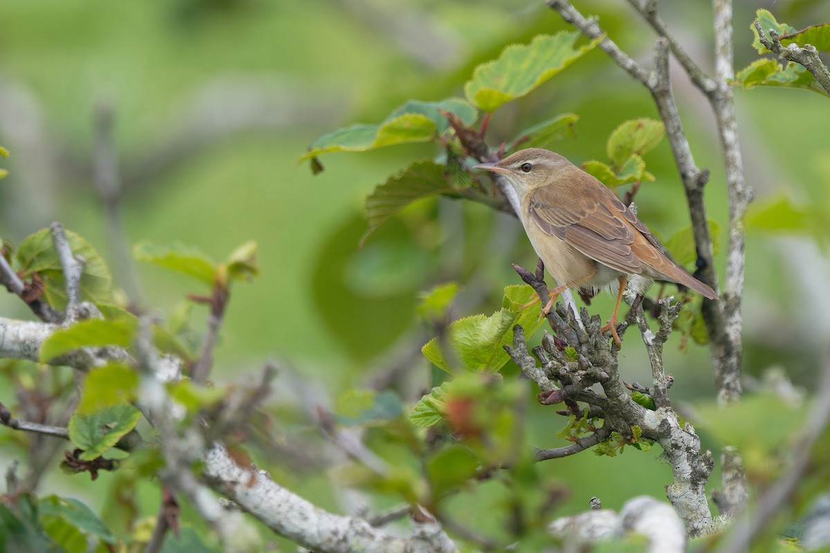 Middendorff's Grasshopper Warbler - ML638347907