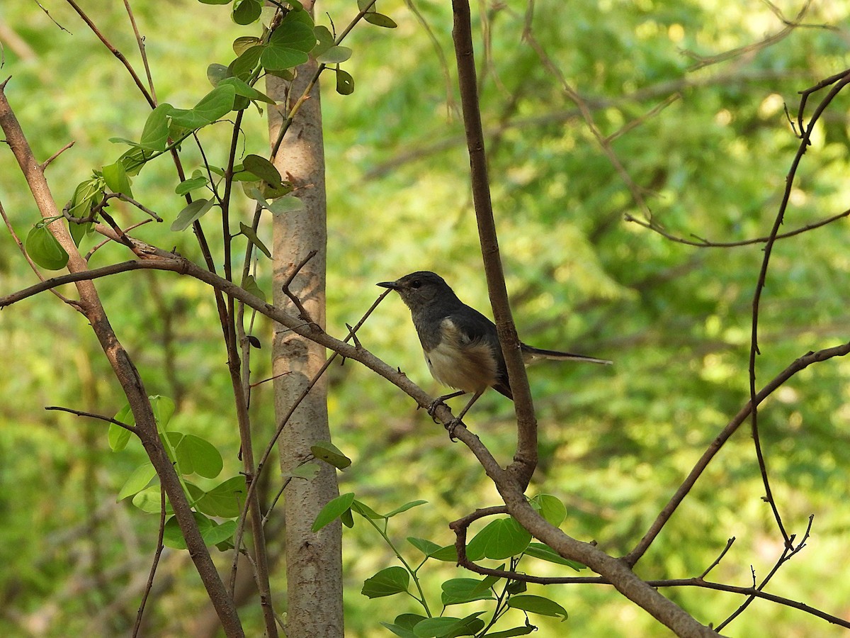 鵲鴝 - ML638347908
