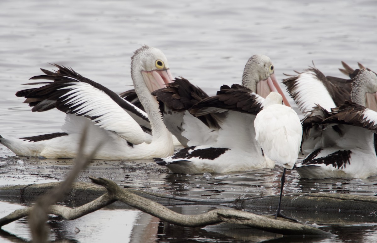 Australian Pelican - ML638347932