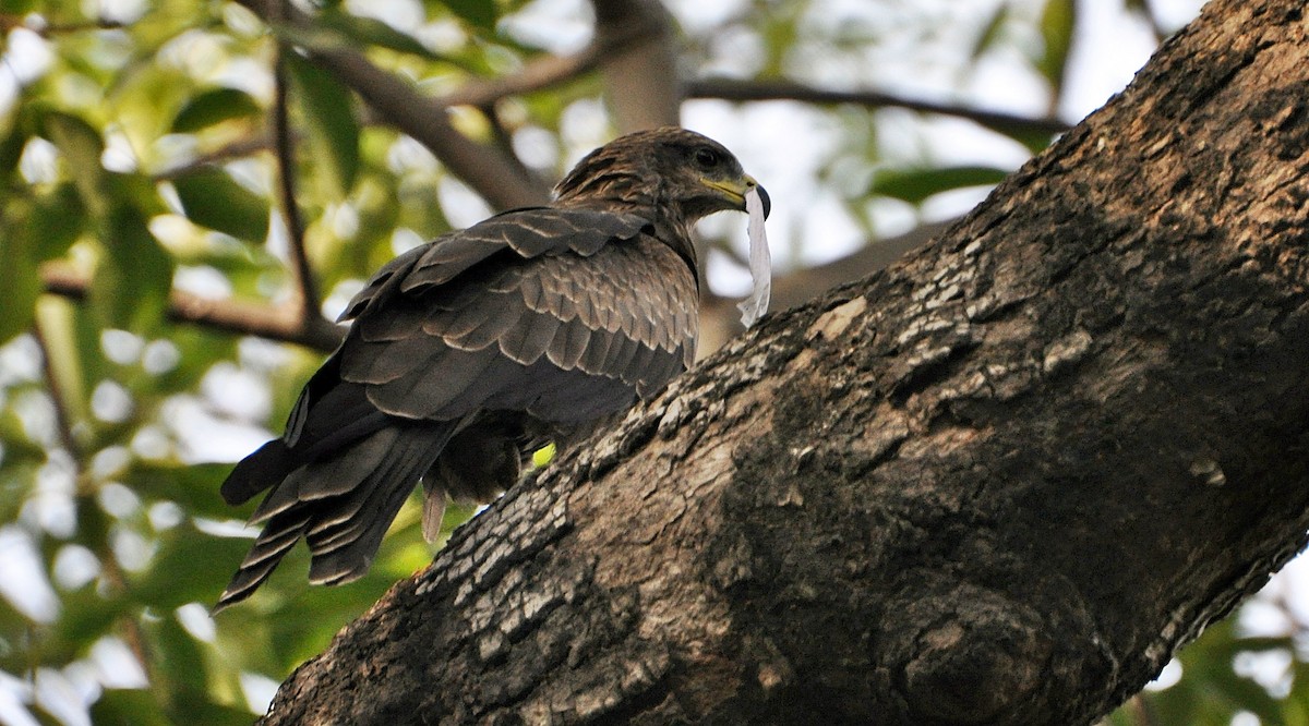 Black Kite - ML638347943