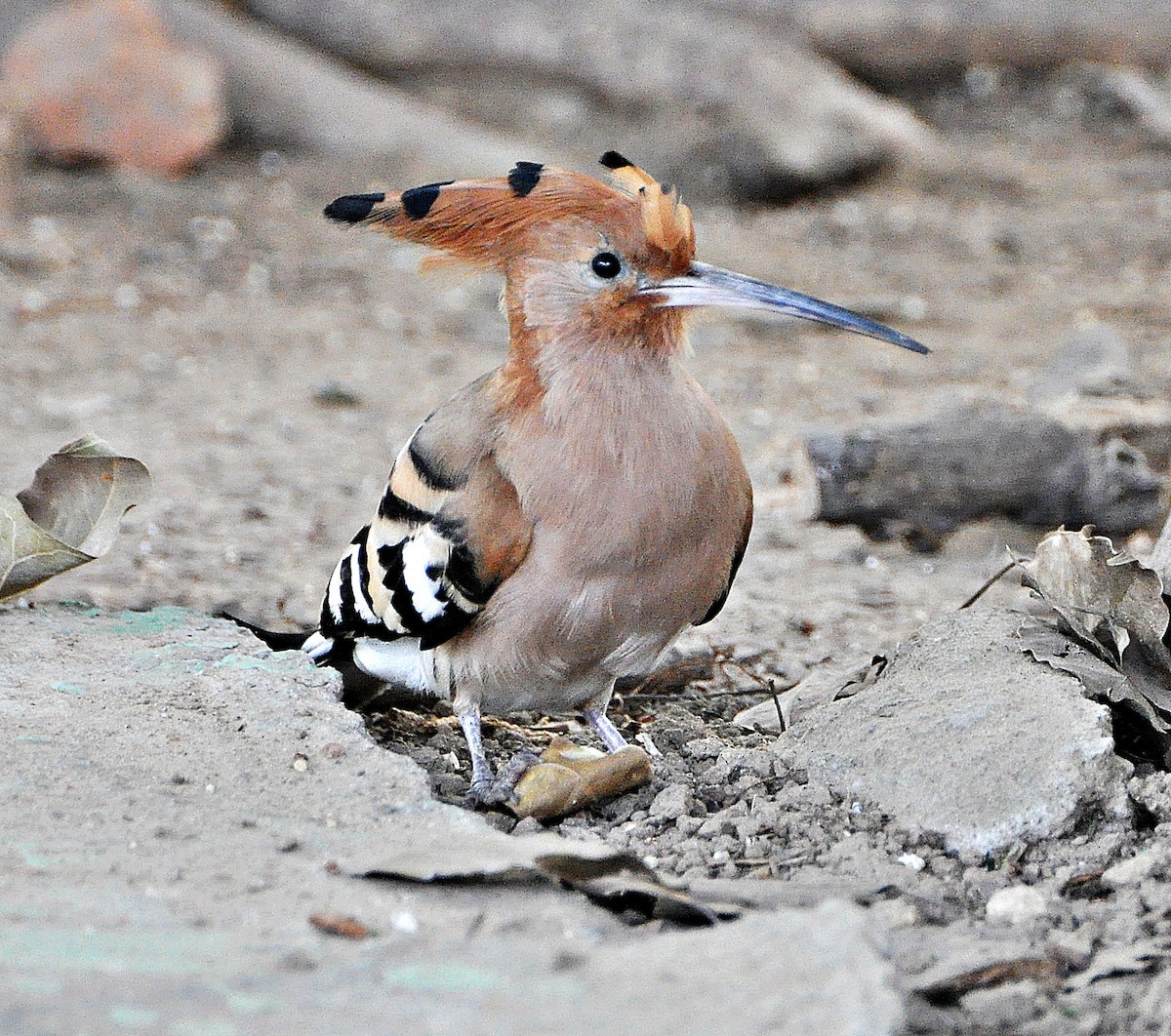 Eurasian Hoopoe - ML638347944