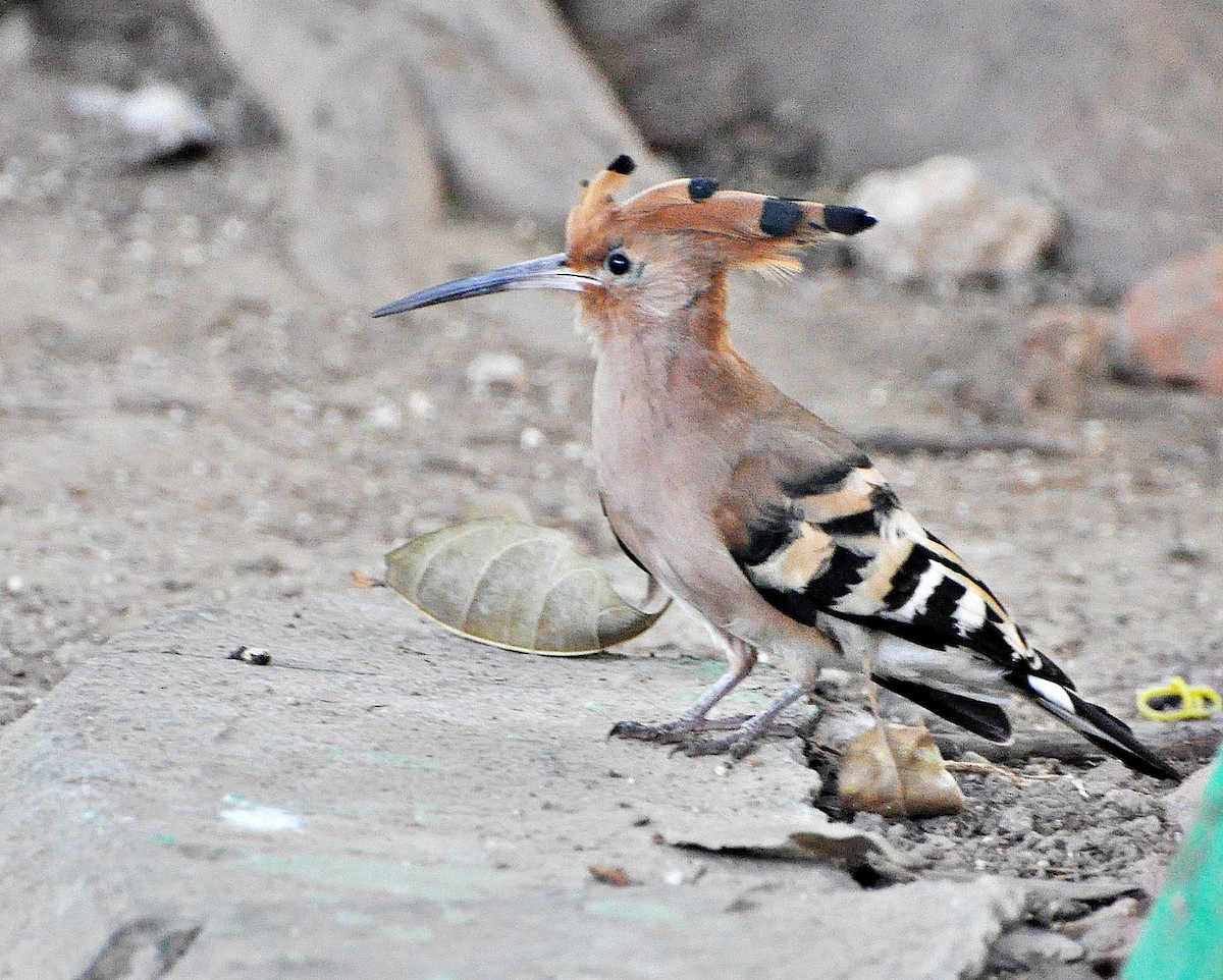 Eurasian Hoopoe - ML638347945