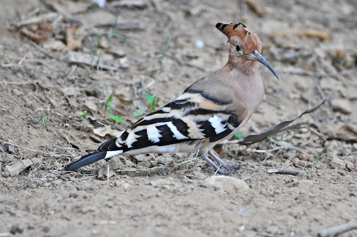 Eurasian Hoopoe - ML638347946