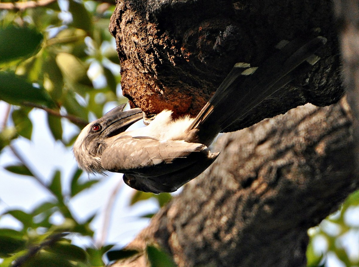 Indian Gray Hornbill - ML638347948
