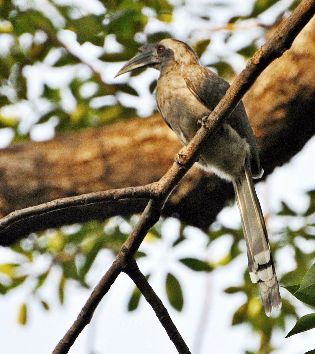 Indian Gray Hornbill - ML638347949