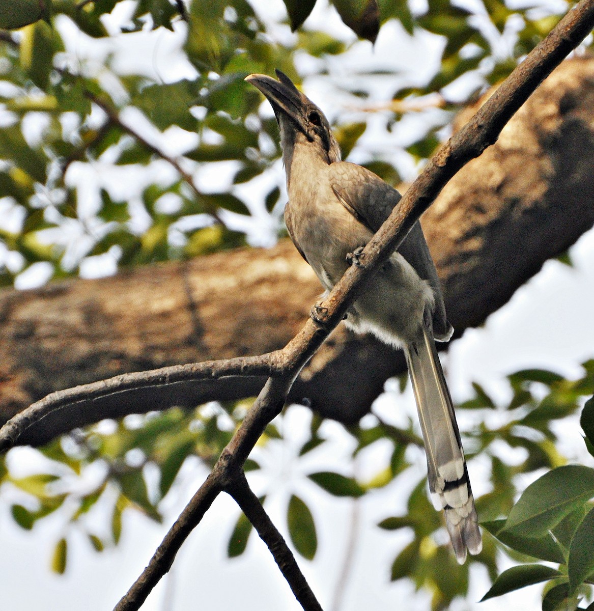 Indian Gray Hornbill - ML638347950