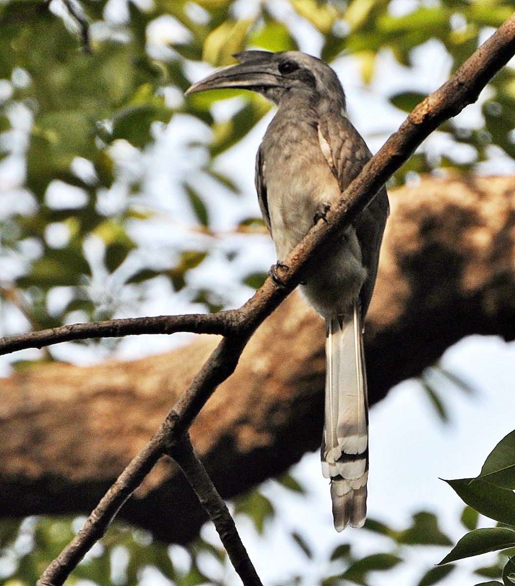 Indian Gray Hornbill - ML638347951