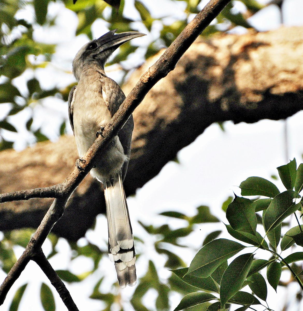 Indian Gray Hornbill - ML638347952