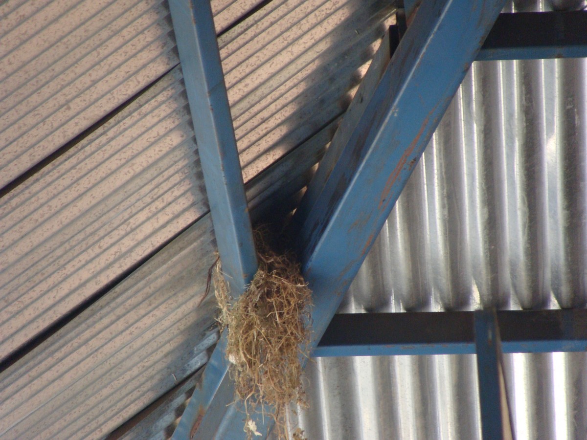 House Sparrow - ML638347966