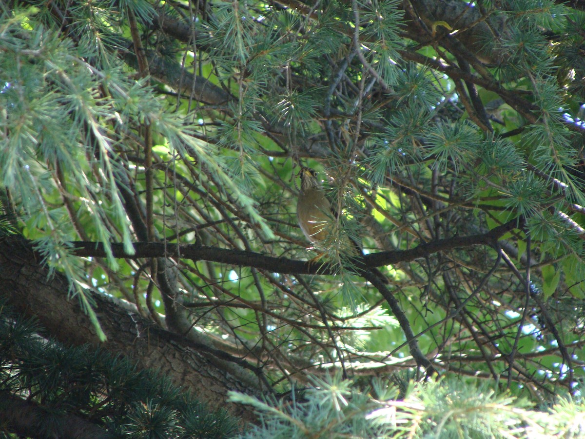 Austral Thrush - ML638347976