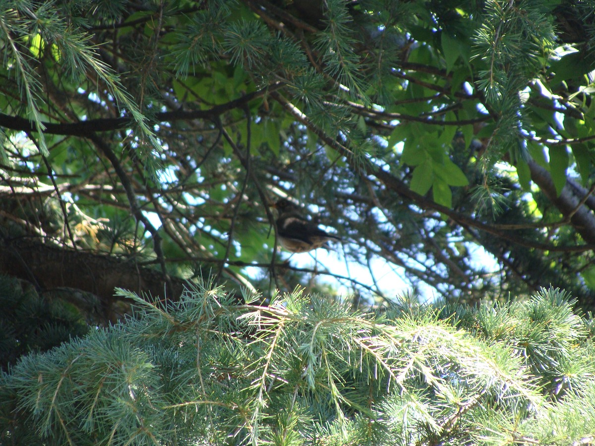 Austral Thrush - ML638347977