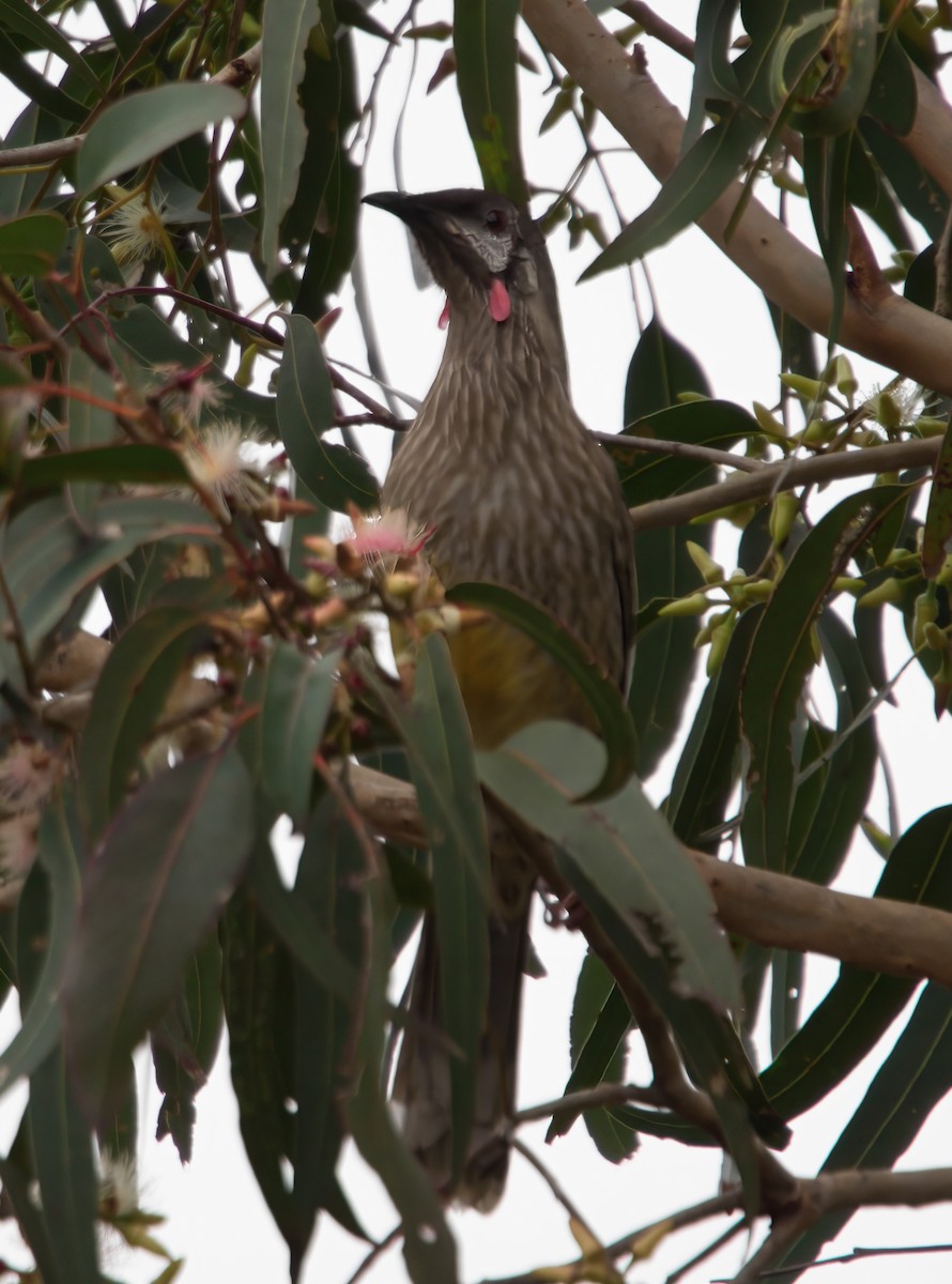 Red Wattlebird - ML638347984