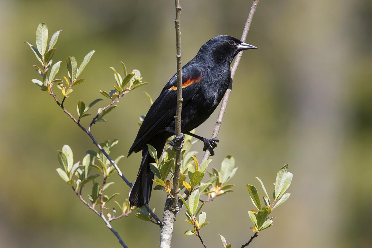 Red-winged Blackbird - ML638348000