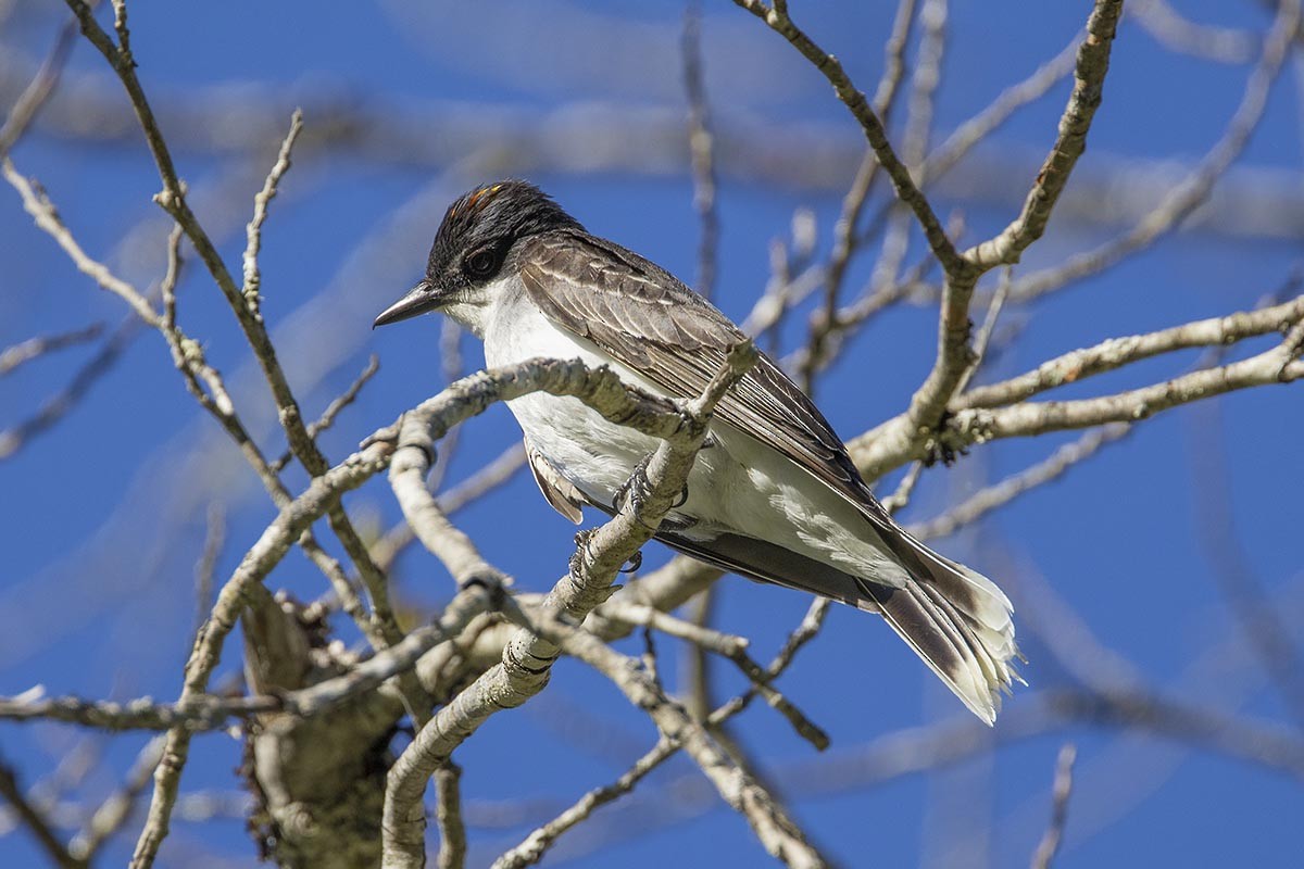 Eastern Kingbird - ML638348010