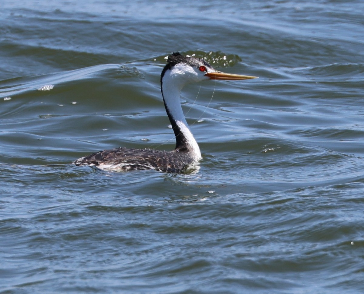 Clark's Grebe - ML638348011
