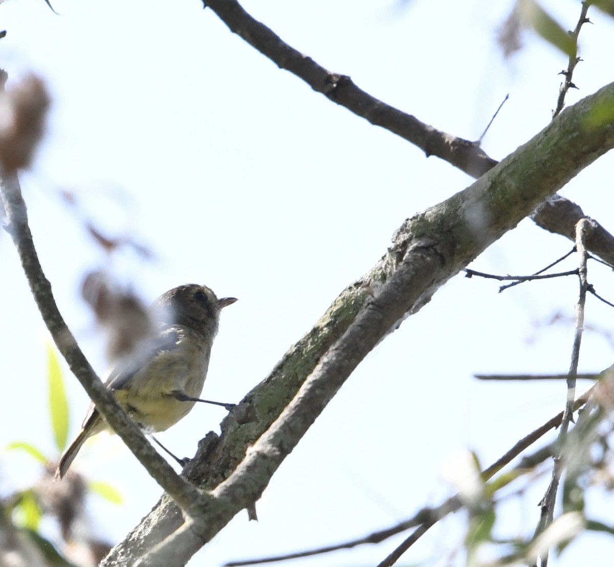 eikevireo - ML638348020