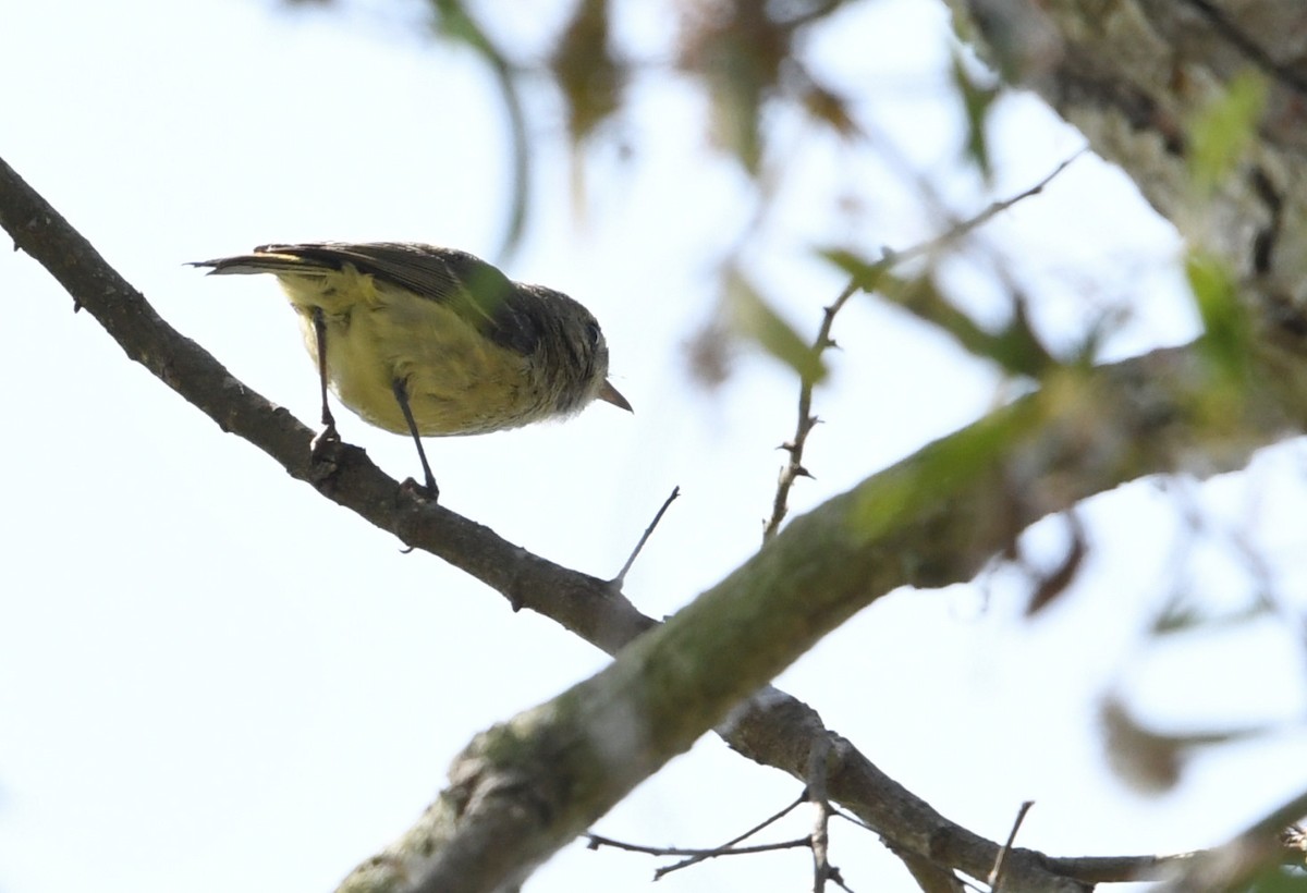 eikevireo - ML638348021