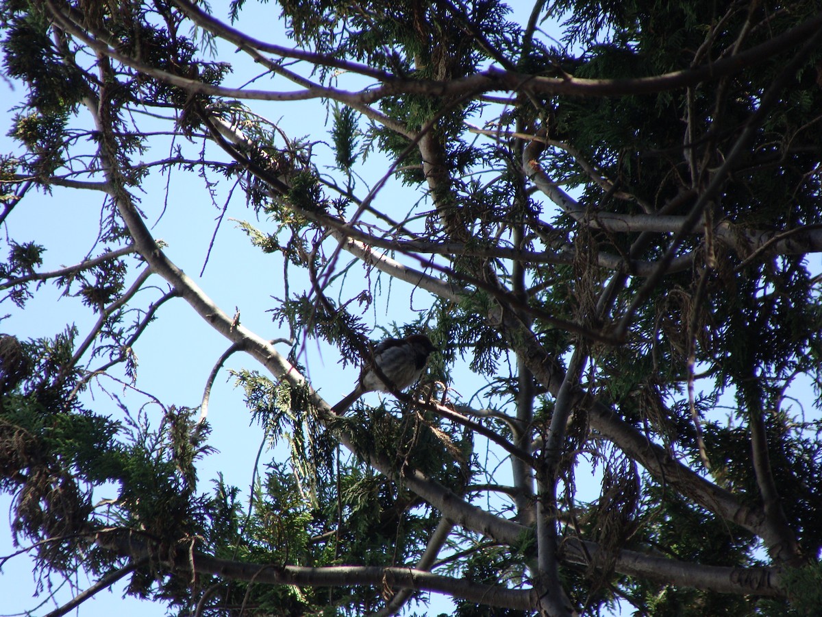 House Sparrow - ML638348023