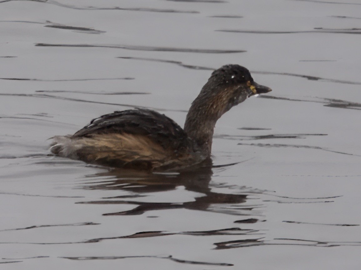 Australasian Grebe - ML638348034