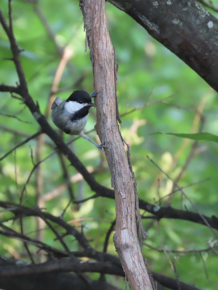 Mésange de Caroline - ML638348048