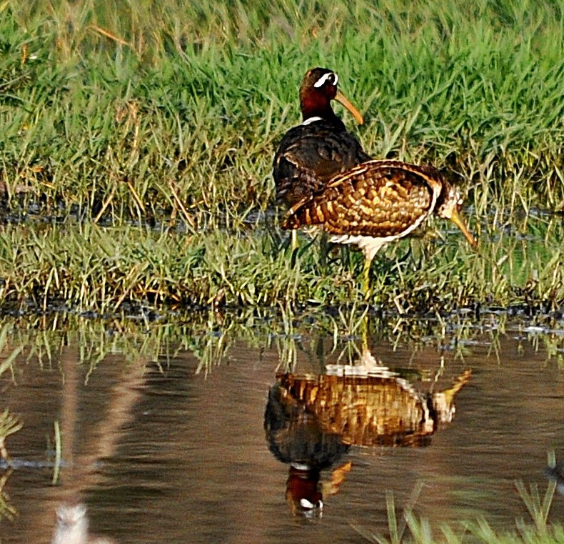 Greater Painted-Snipe - ML638348049