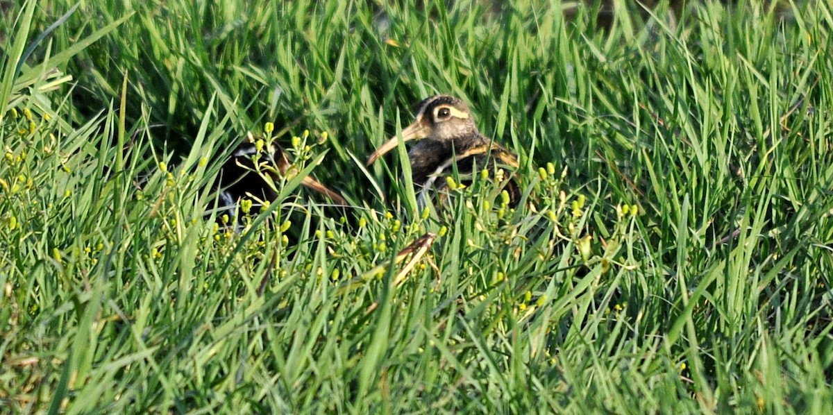 Greater Painted-Snipe - ML638348050