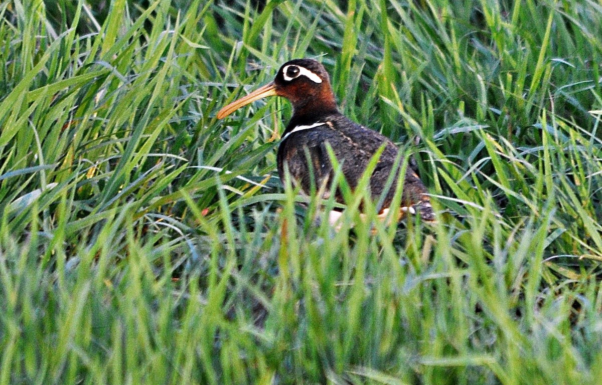 Greater Painted-Snipe - ML638348051