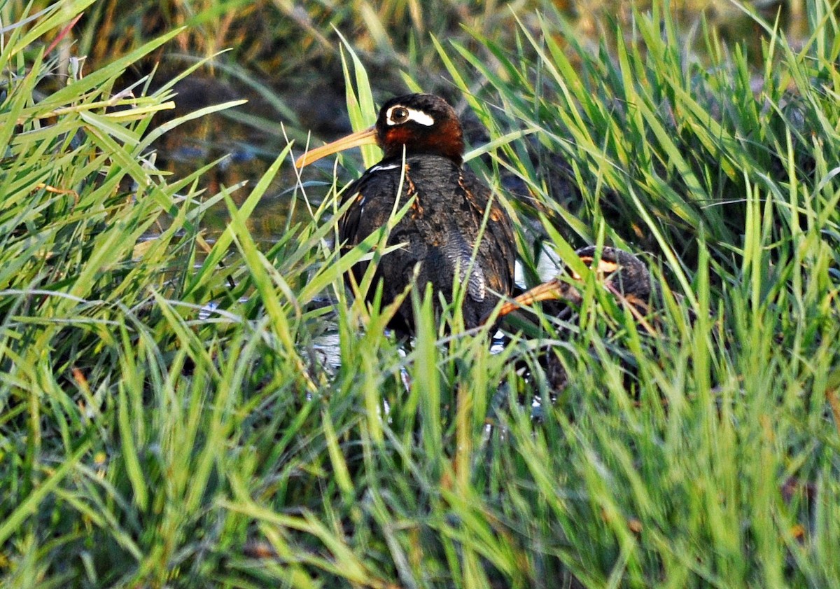 Greater Painted-Snipe - ML638348052