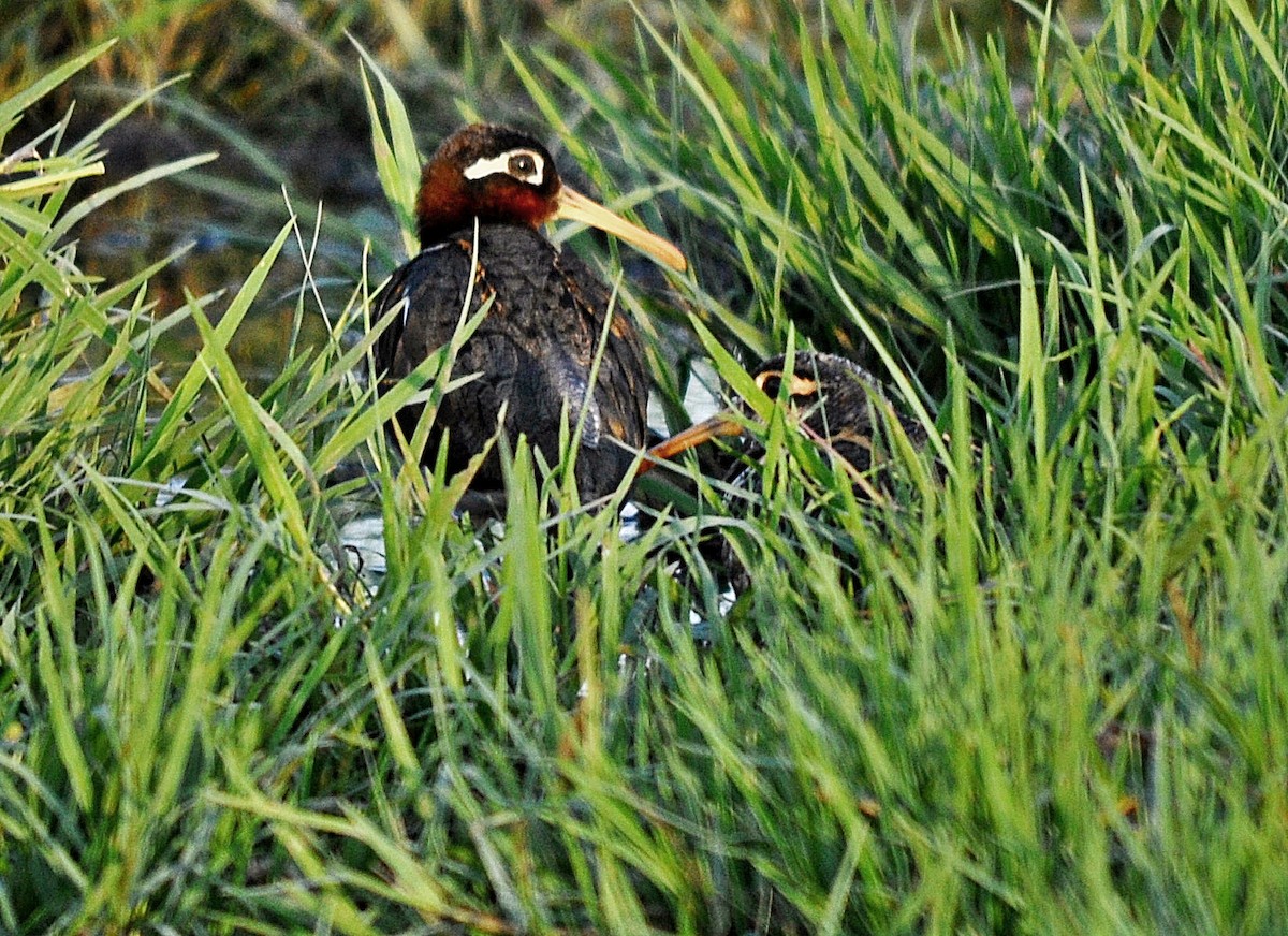 Greater Painted-Snipe - ML638348053