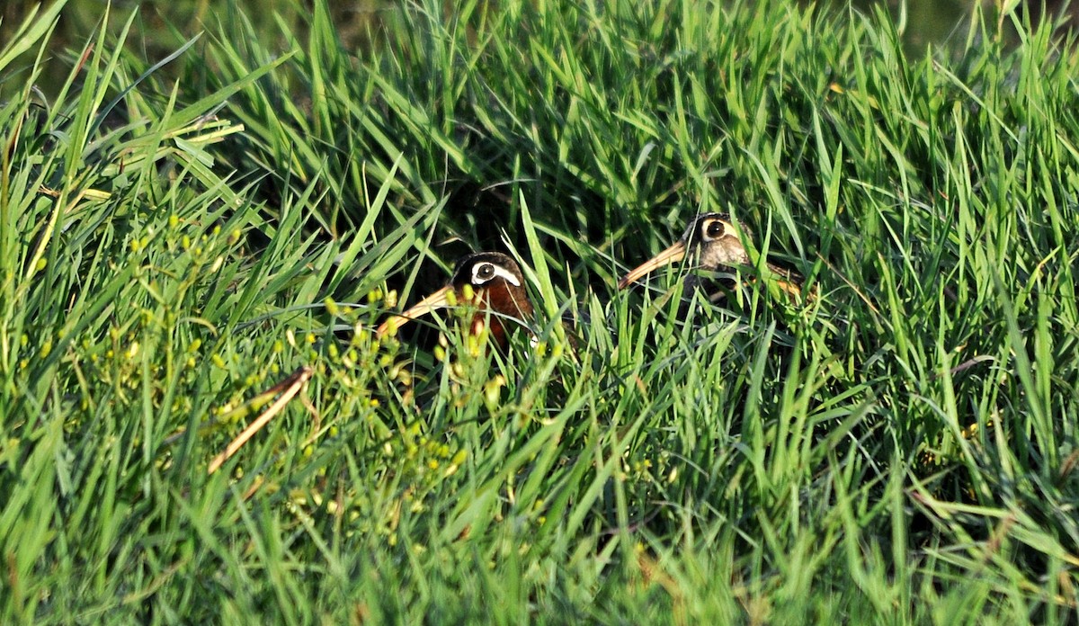 Greater Painted-Snipe - ML638348054