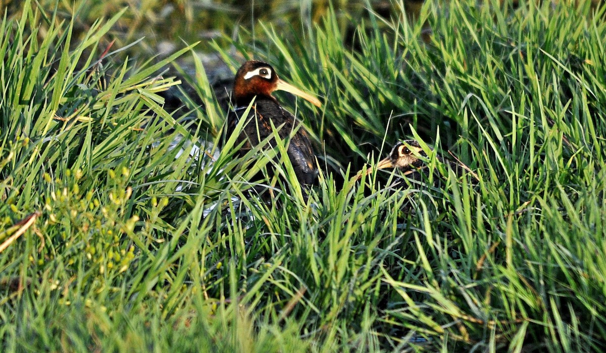 Greater Painted-Snipe - ML638348055