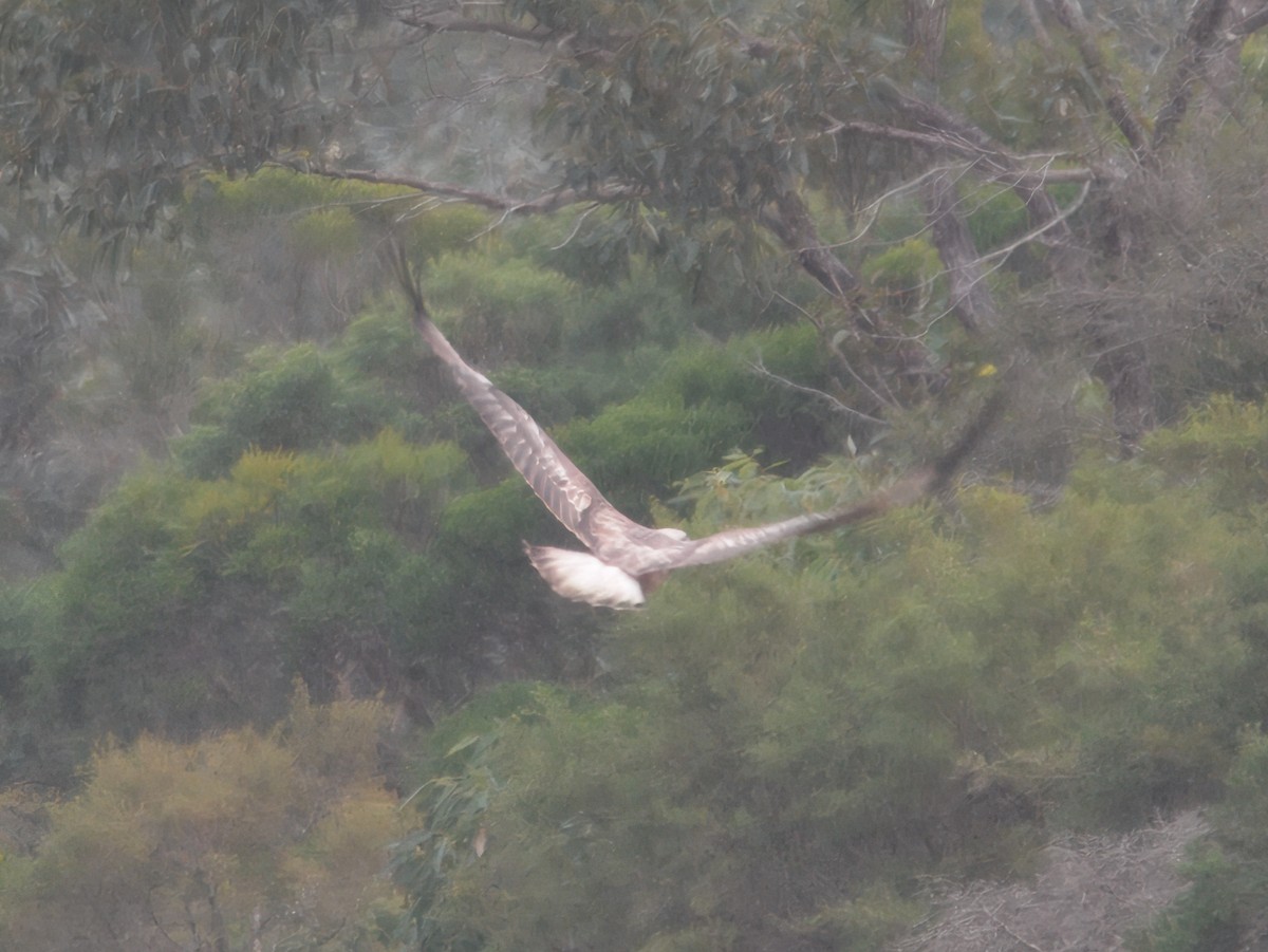 White-bellied Sea-Eagle - ML638348067