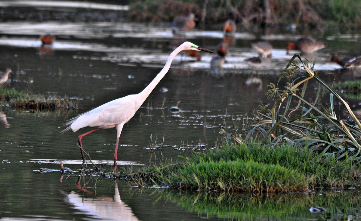 Medium Egret - ML638348092