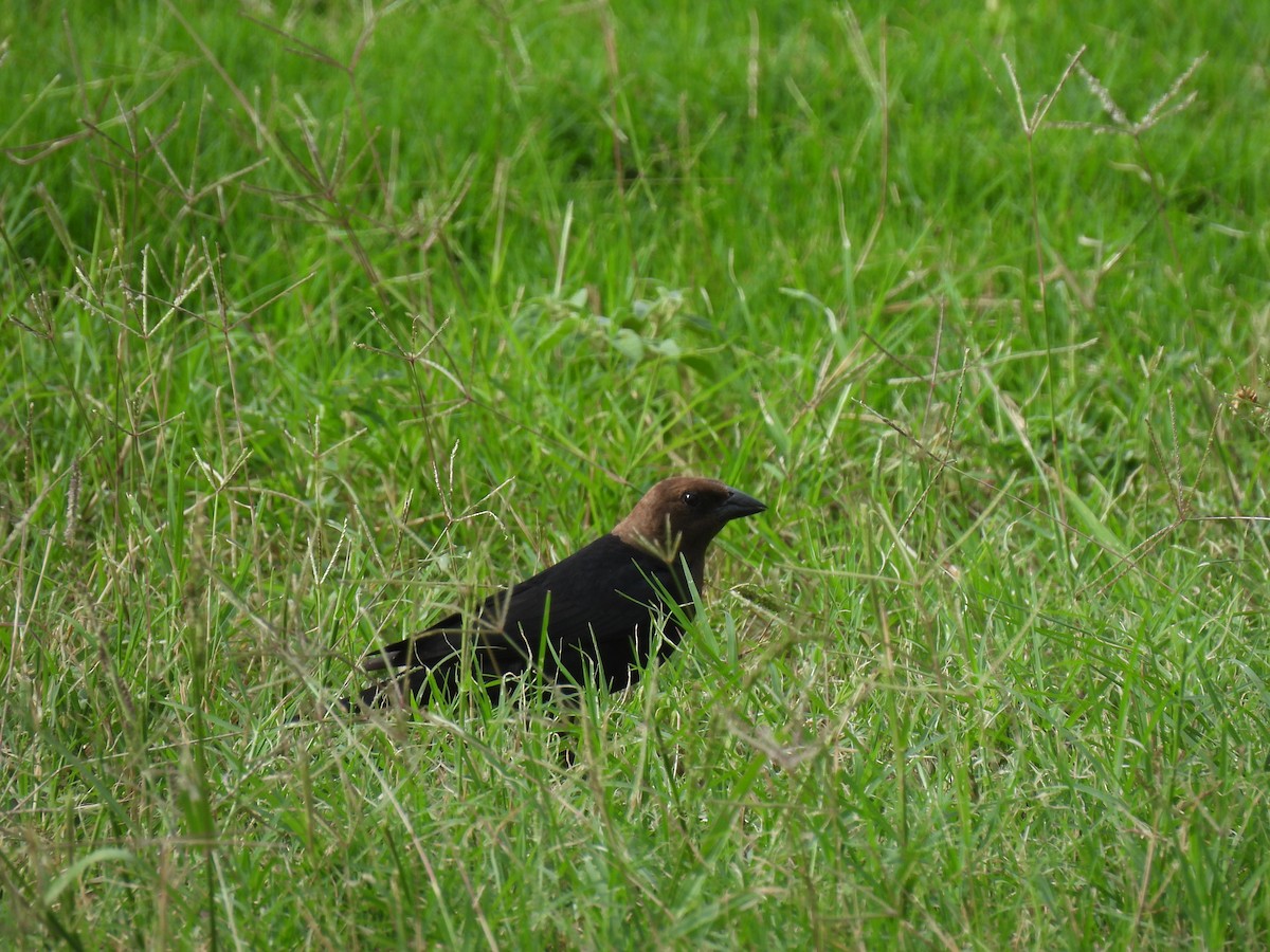 Brown-headed Cowbird - ML638348093