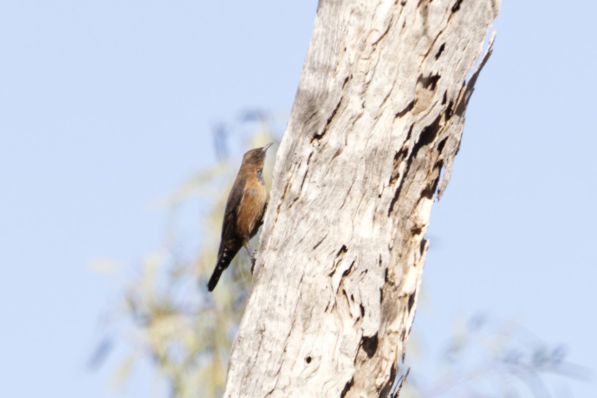 Black-tailed Treecreeper - ML638348097