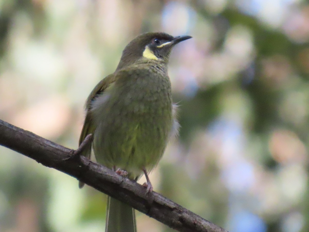 Lewin's Honeyeater - ML638348098