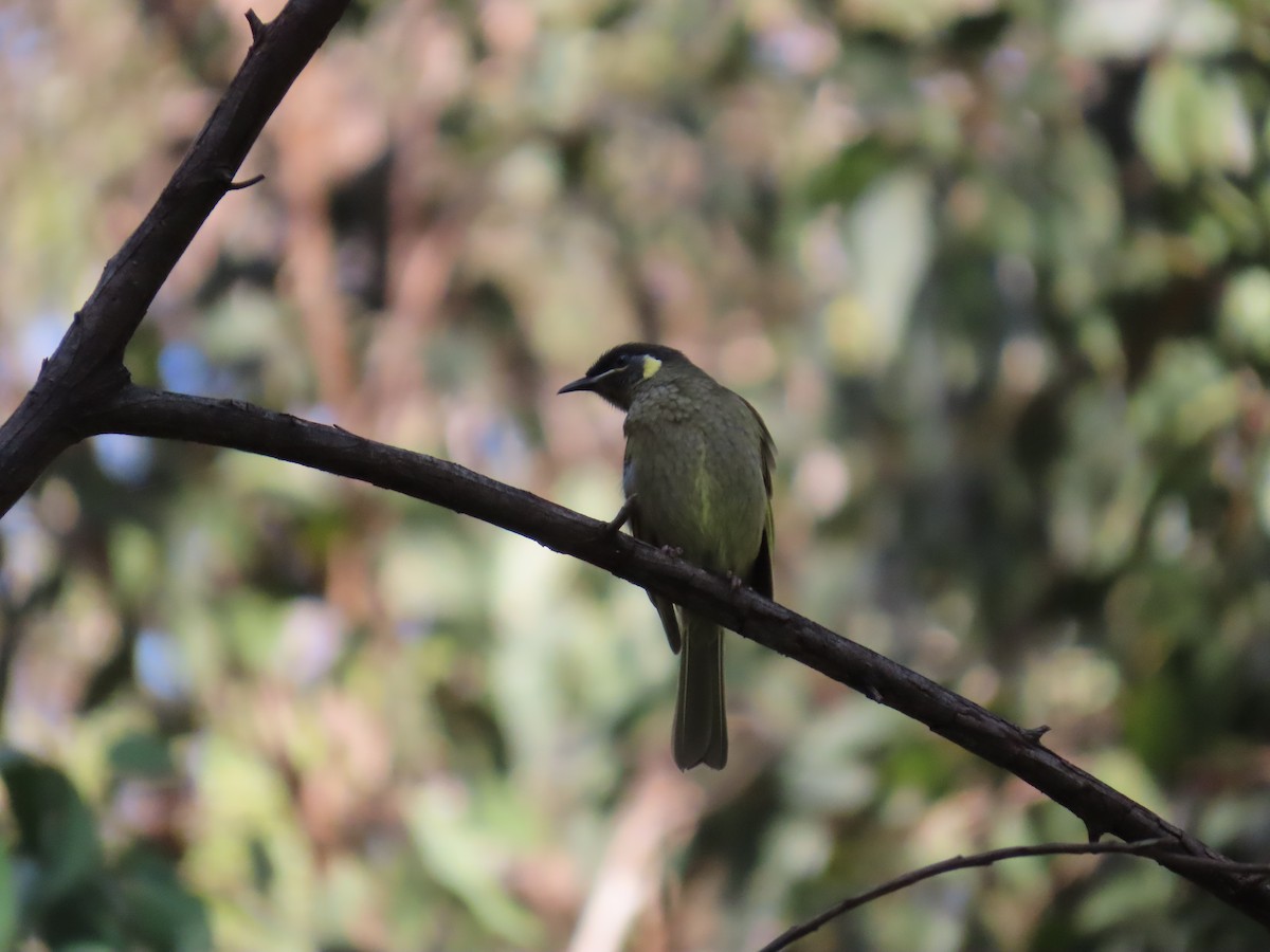 Lewin's Honeyeater - ML638348099